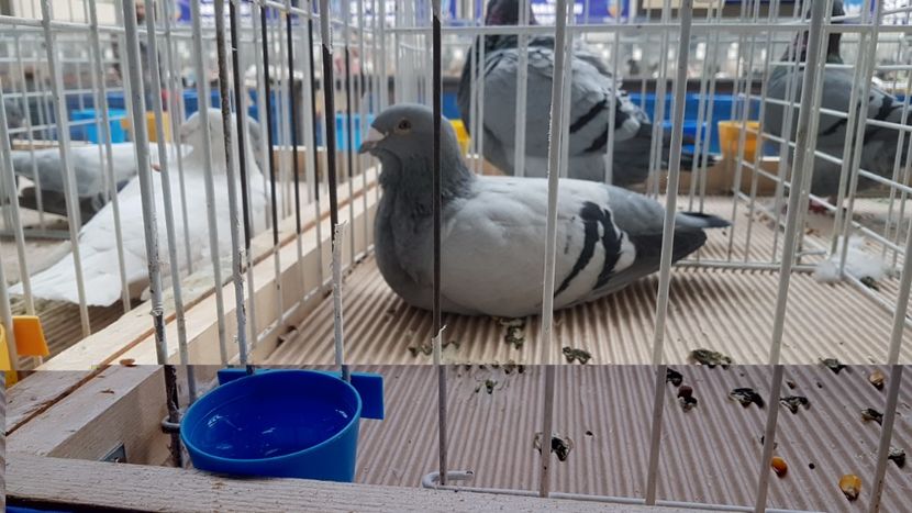  - 0 - Expozitie Otopeni 2-4 febr 2018