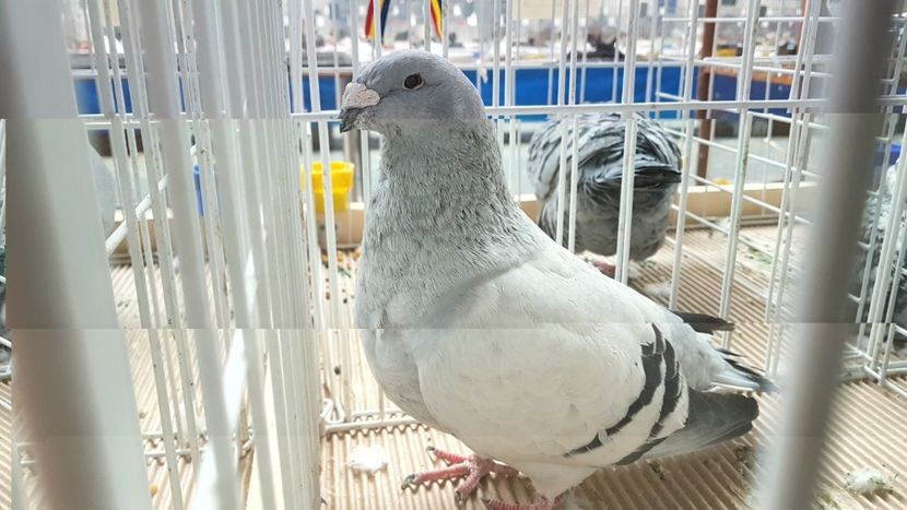  - 0 - Expozitie Otopeni 2-4 febr 2018