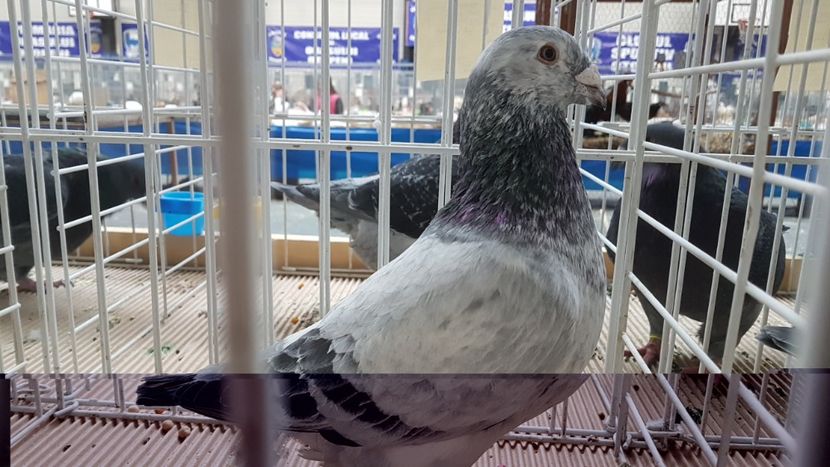  - 0 - Expozitie Otopeni 2-4 febr 2018