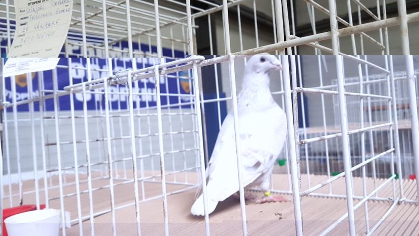  - 0 - Expozitie Otopeni 2-4 febr 2018