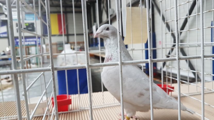  - 0 - Expozitie Otopeni 2-4 febr 2018