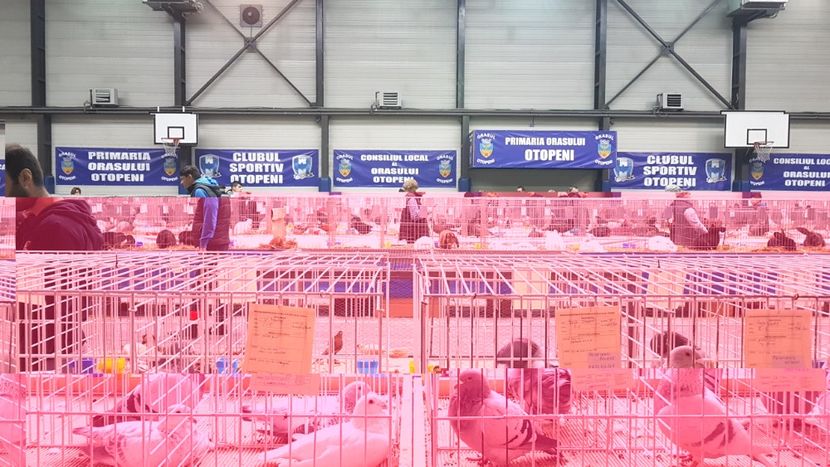  - 0 - Expozitie Otopeni 2-4 febr 2018