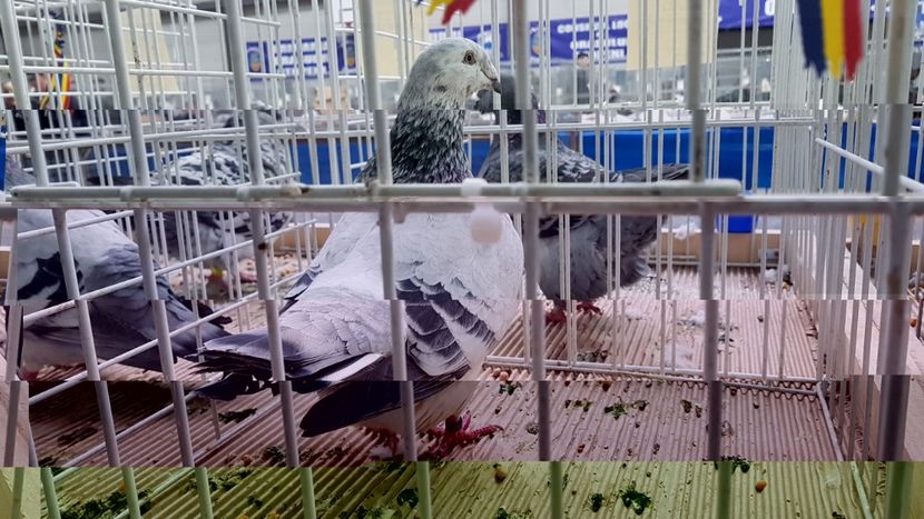  - 0 - Expozitie Otopeni 2-4 febr 2018