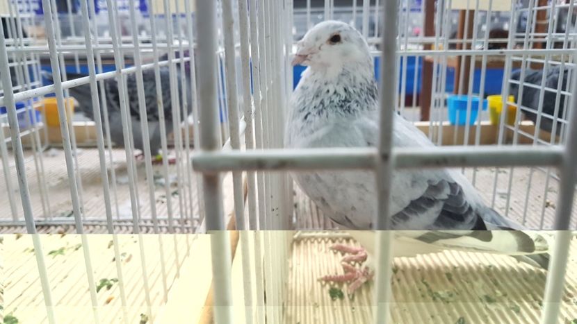  - 0 - Expozitie Otopeni 2-4 febr 2018