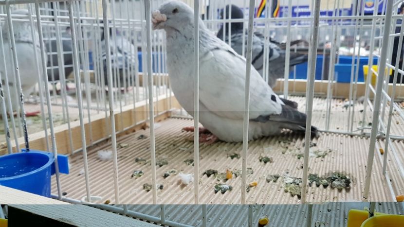  - 0 - Expozitie Otopeni 2-4 febr 2018