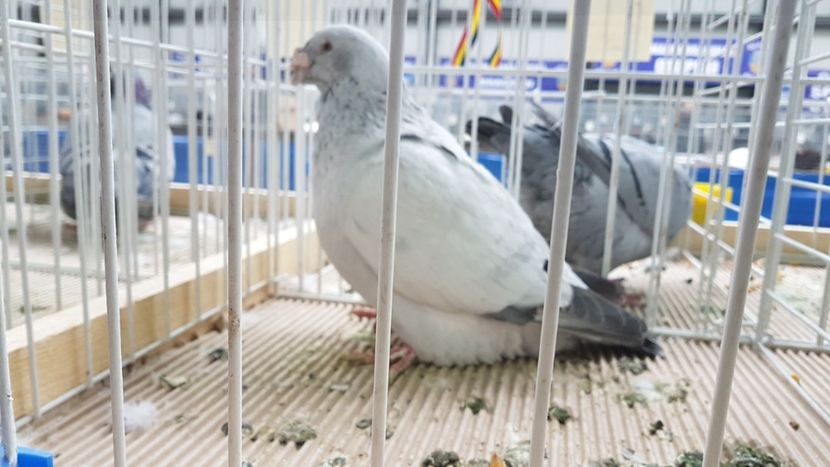  - 0 - Expozitie Otopeni 2-4 febr 2018