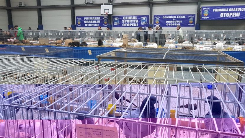  - 0 - Expozitie Otopeni 2-4 febr 2018