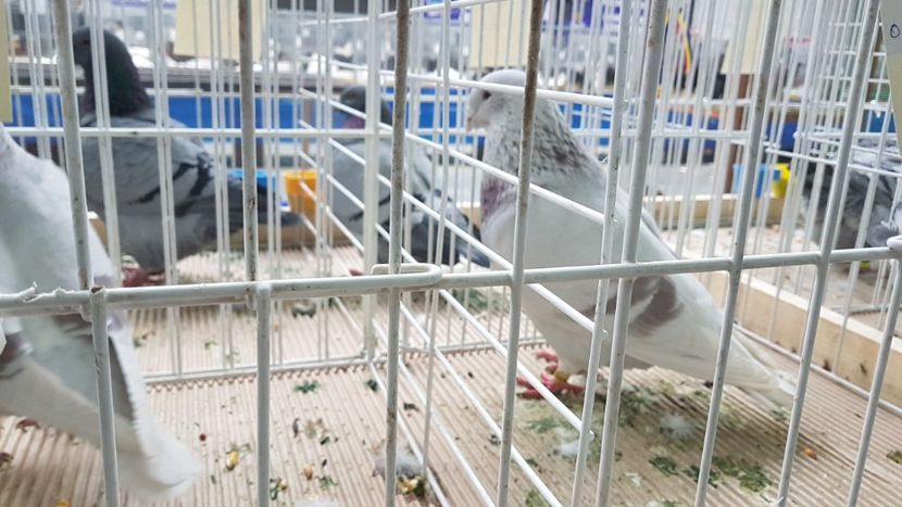  - 0 - Expozitie Otopeni 2-4 febr 2018