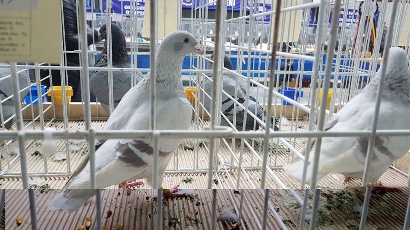  - 0 - Expozitie Otopeni 2-4 febr 2018