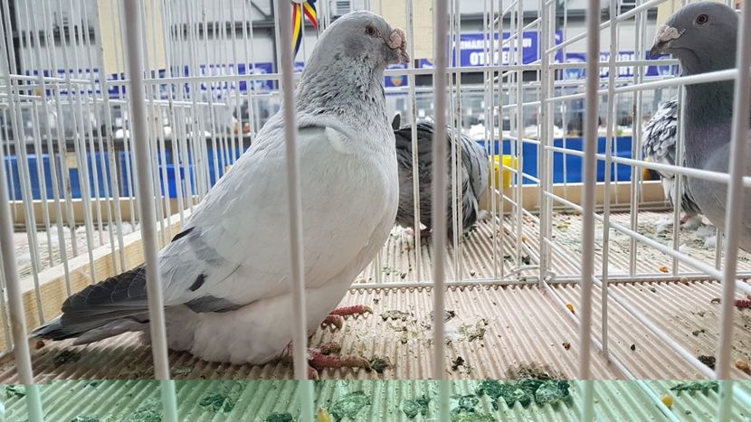  - 0 - Expozitie Otopeni 2-4 febr 2018