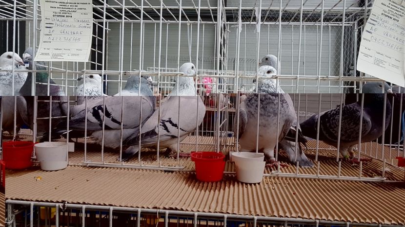  - 0 - Expozitie Otopeni 2-4 febr 2018