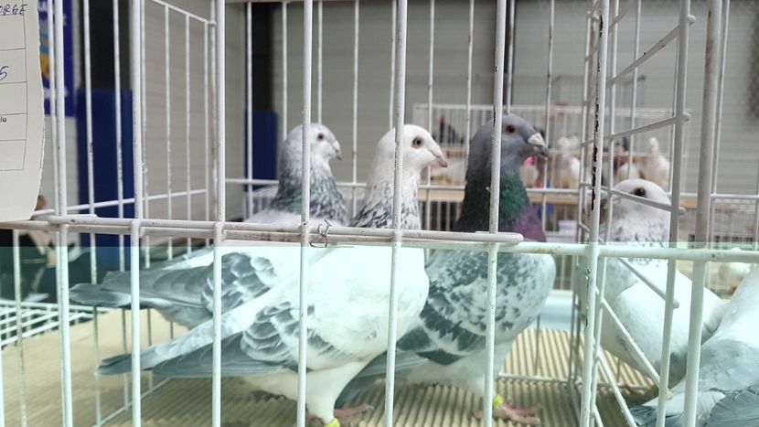  - 0 - Expozitie Otopeni 2-4 febr 2018