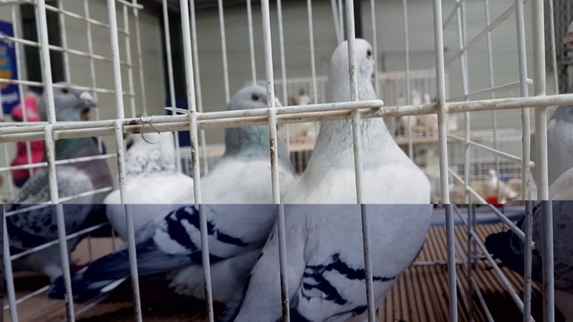  - 0 - Expozitie Otopeni 2-4 febr 2018