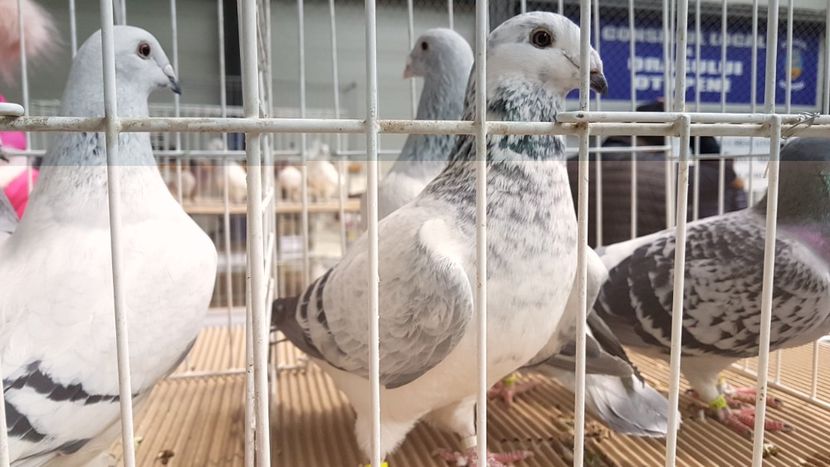  - 0 - Expozitie Otopeni 2-4 febr 2018