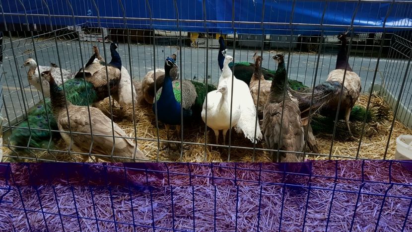  - 0 - Expozitie Otopeni 2-4 febr 2018