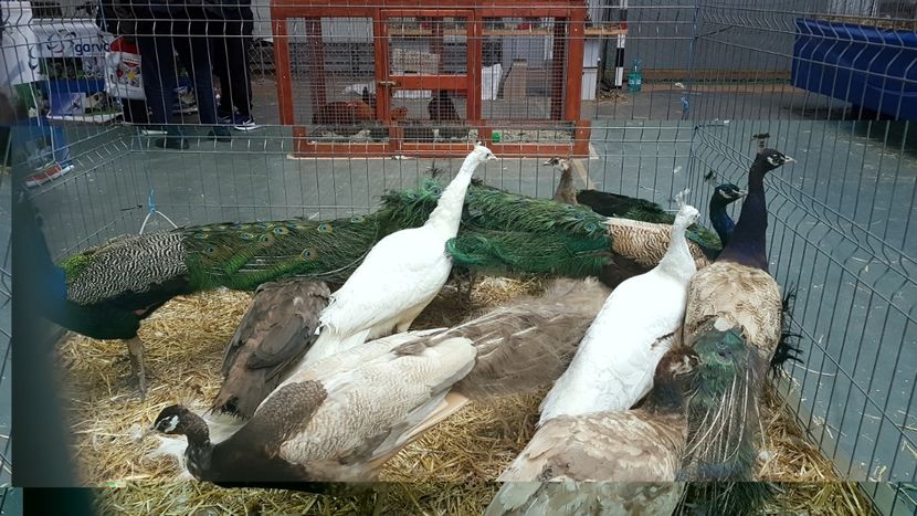  - 0 - Expozitie Otopeni 2-4 febr 2018