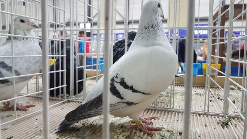  - 0 - Expozitie Otopeni 2-4 febr 2018