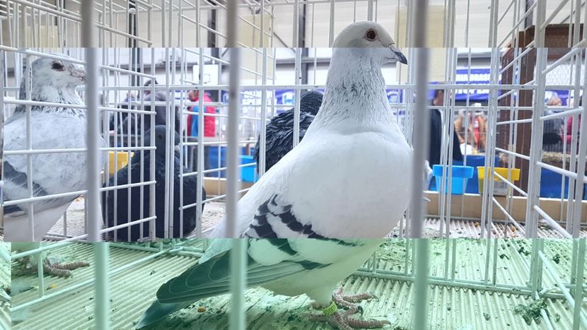  - 0 - Expozitie Otopeni 2-4 febr 2018