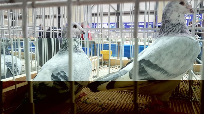  - 0 - Expozitie Otopeni 2-4 febr 2018