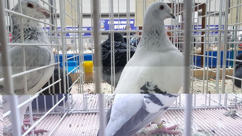  - 0 - Expozitie Otopeni 2-4 febr 2018