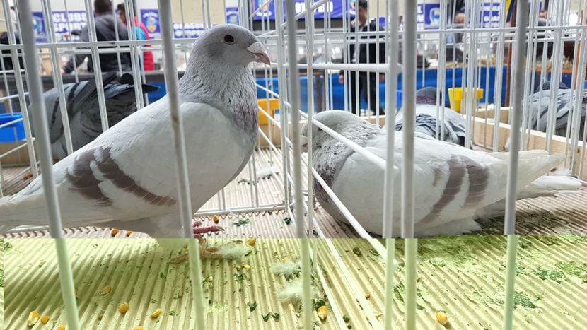  - 0 - Expozitie Otopeni 2-4 febr 2018