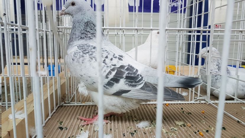  - 0 - Expozitie Otopeni 2-4 febr 2018