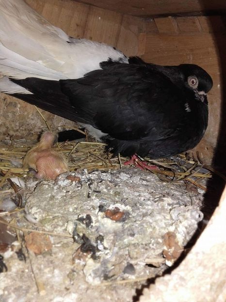 received_1251133325012605 - 6-Negru Codalb Romanesc