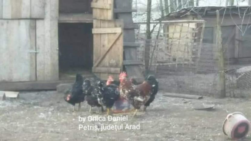 - Gaini romanesti colorate linia Onica
