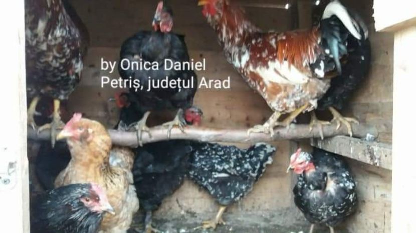  - Gaini romanesti colorate linia Onica