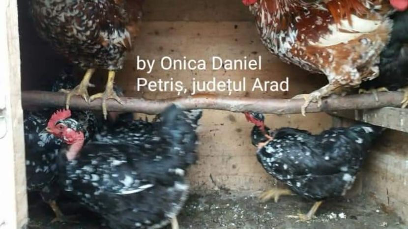  - Gaini romanesti colorate linia Onica