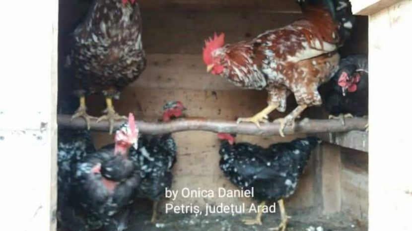  - Gaini romanesti colorate linia Onica