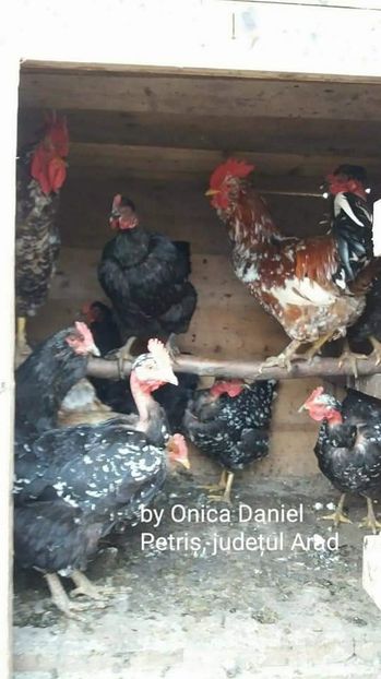  - Gaini romanesti colorate linia Onica