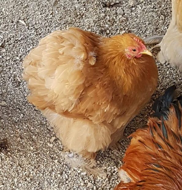  - 31_COCHINCHINA PITIC GALBEN 2021