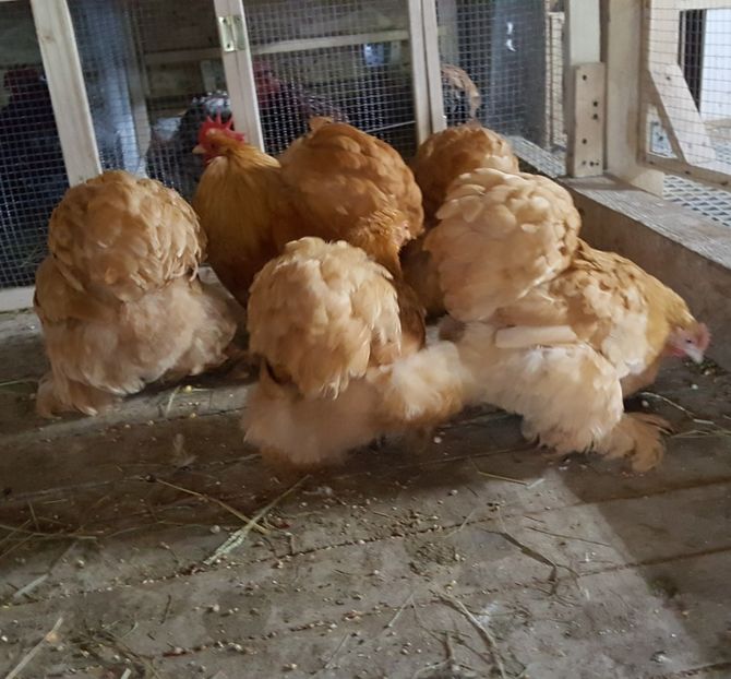  - 31_COCHINCHINA PITIC GALBEN 2021