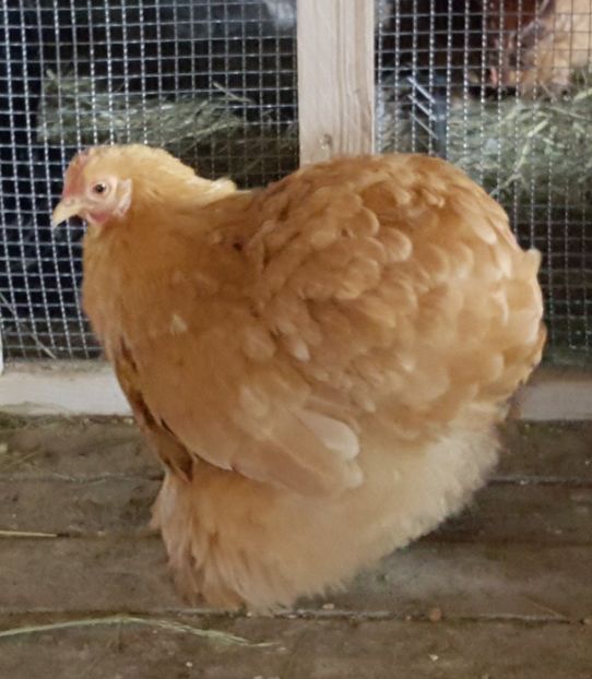  - 31_COCHINCHINA PITIC GALBEN 2021