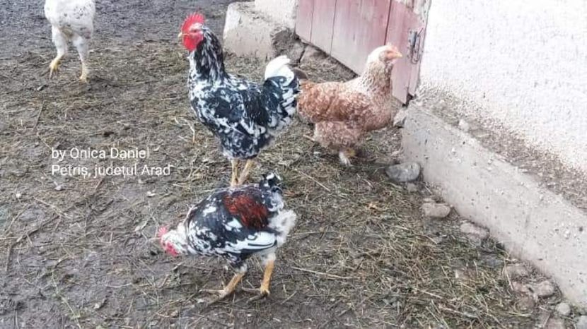  - Gaini romanesti colorate linia Onica