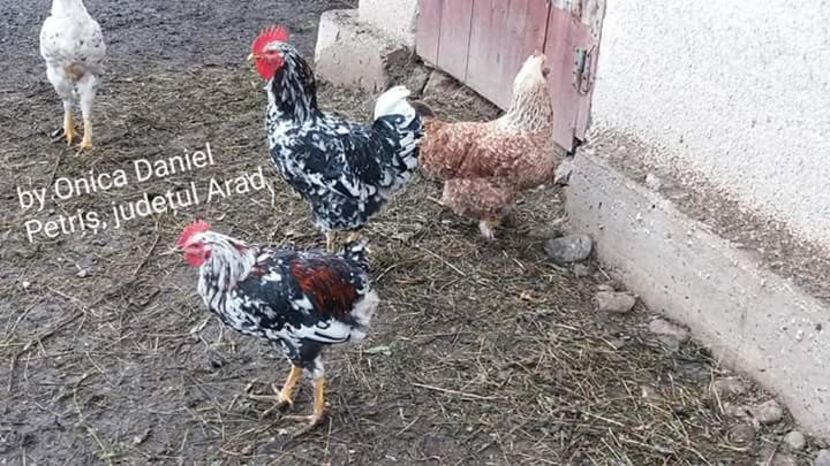  - Gaini romanesti colorate linia Onica