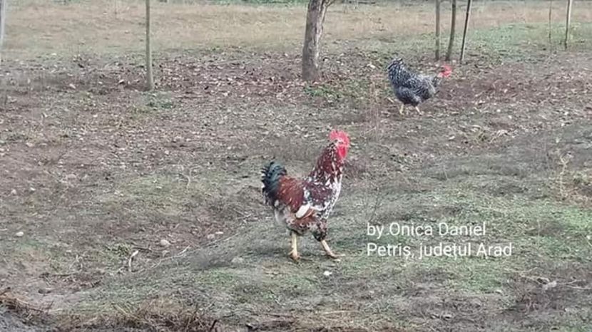  - Gaini romanesti colorate linia Onica