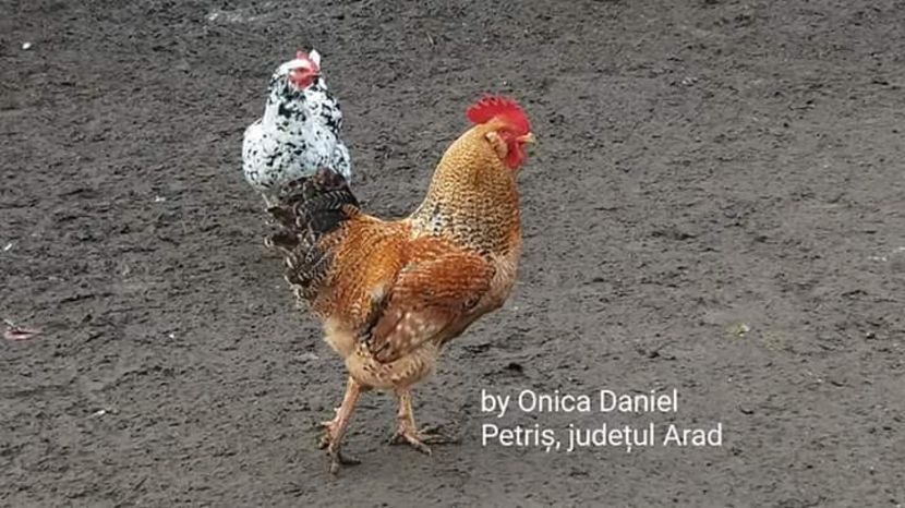  - Gaini romanesti colorate linia Onica