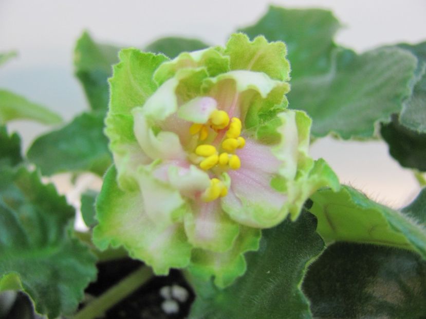  - ZZLE Malachitovaia Roza