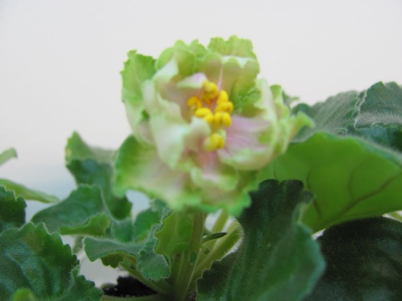  - ZZLE Malachitovaia Roza