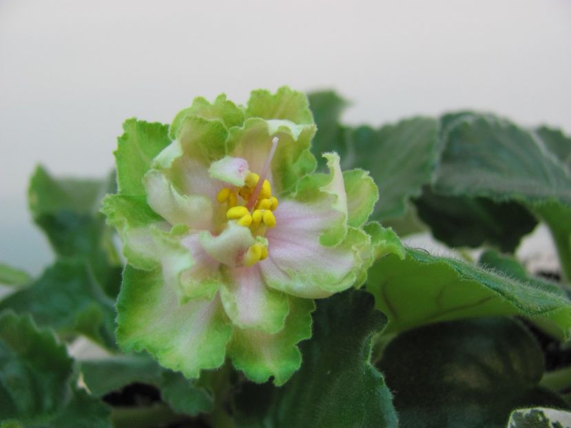  - ZZLE Malachitovaia Roza