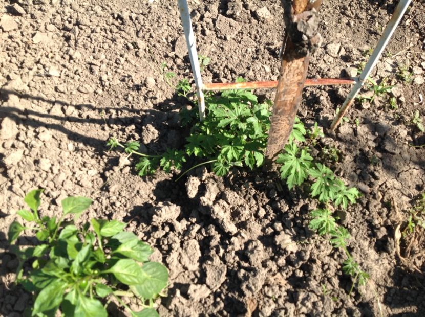  - Castravetele amar momordica