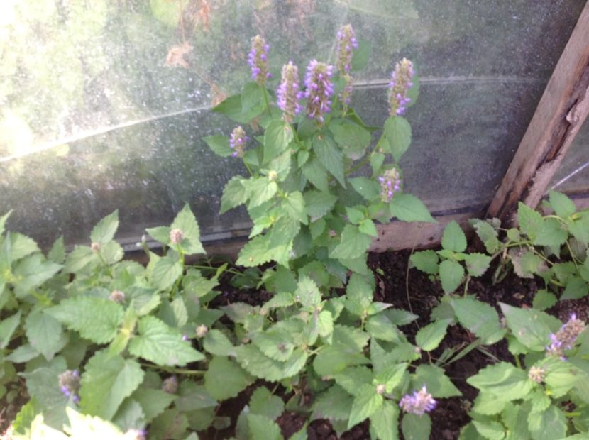  - Planta melifera Lophanthus Anisatus