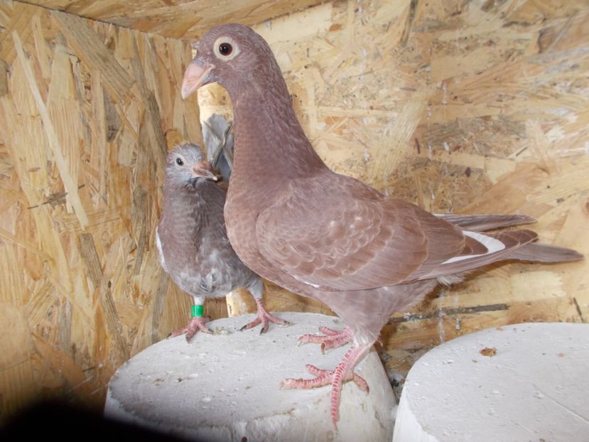 Vinduti - voiajori stil vechi