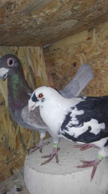  - voiajori stil vechi