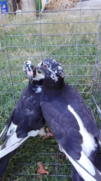  - voiajori stil vechi