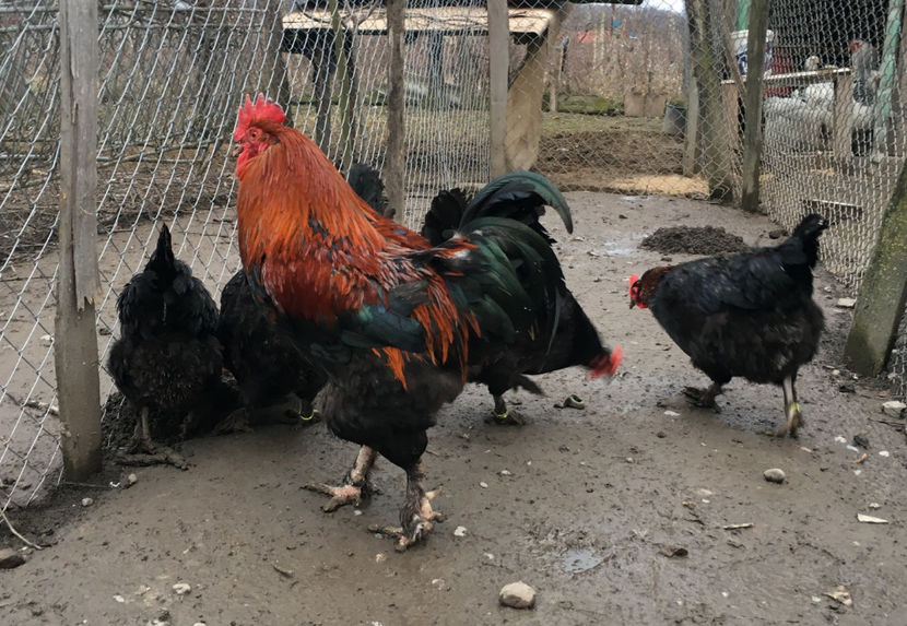  - Marans Negru Aramiu 2018