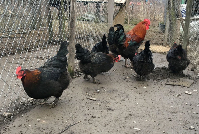  - Marans Negru Aramiu 2018