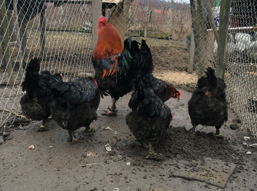  - Marans Negru Aramiu 2018